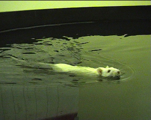Rat in Water Maze