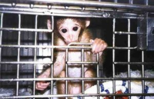primate experiments